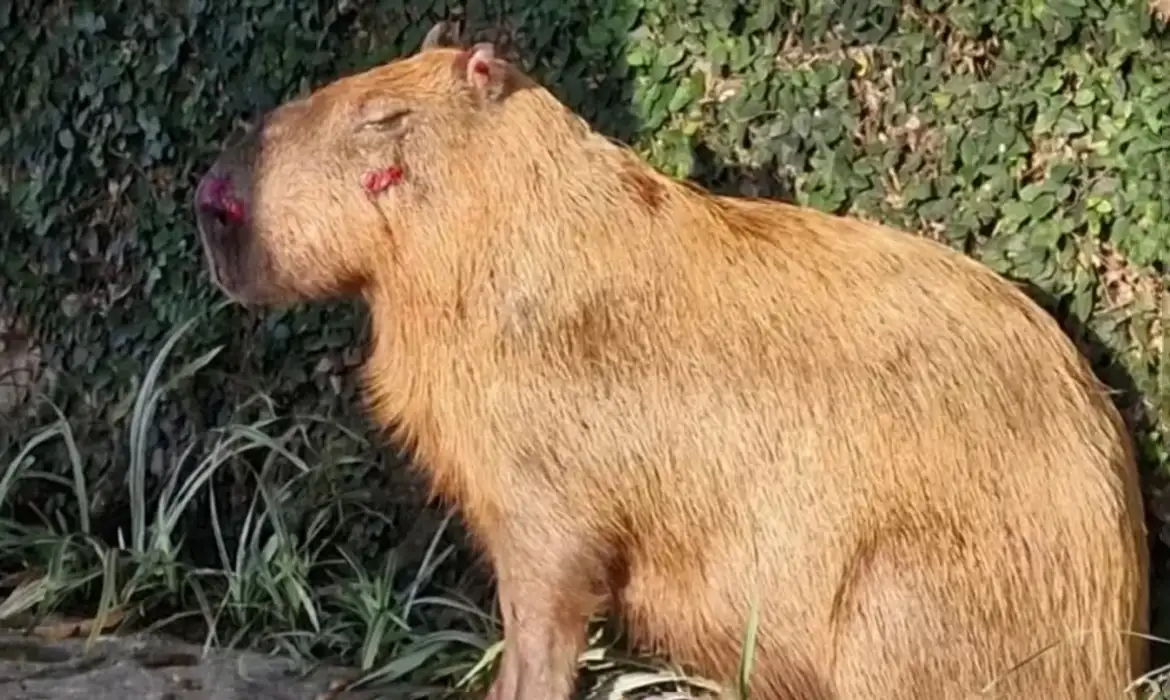 Prisão de envolvidos em agressão a capivara é convertida para preventiva