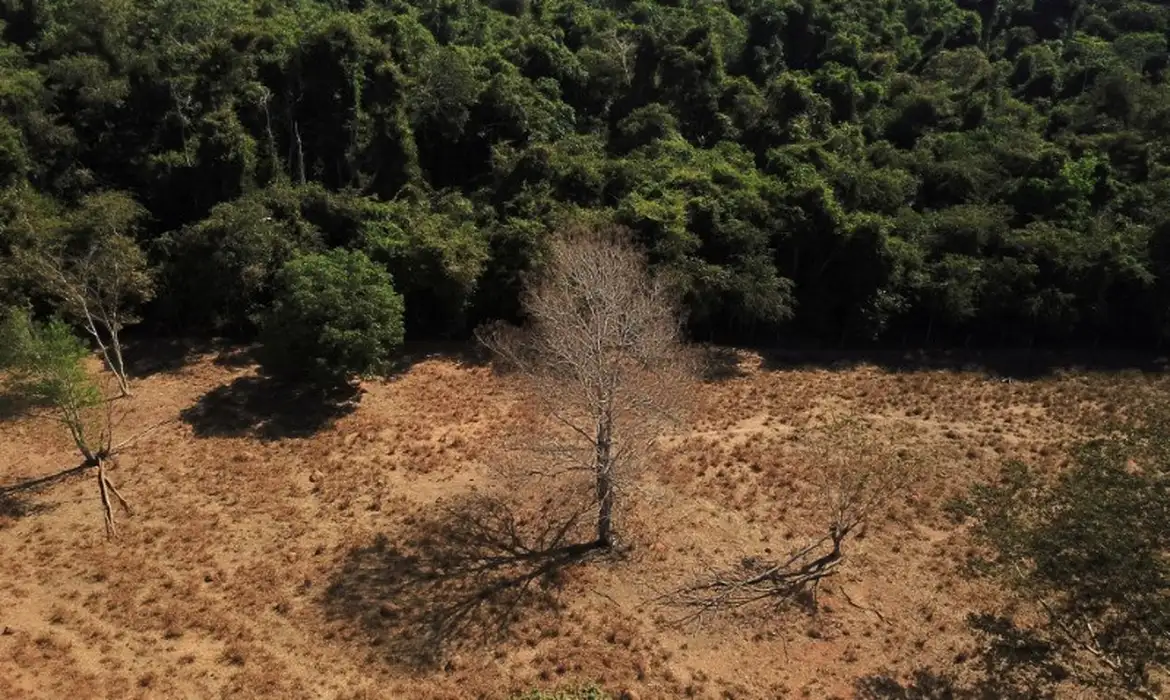 Pesquisadores descartam transformação da Amazônia em savana após 22 anos de estudo