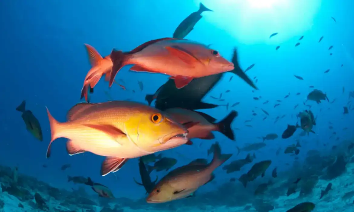 Brasil mantém 490 espécies de peixes e invertebrados ameaçados em nova lista