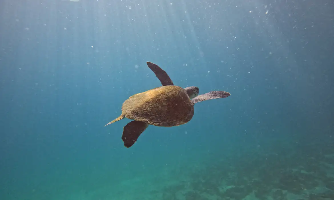 Projeto investiga origem das tartarugas que vivem em Arraial do Cabo