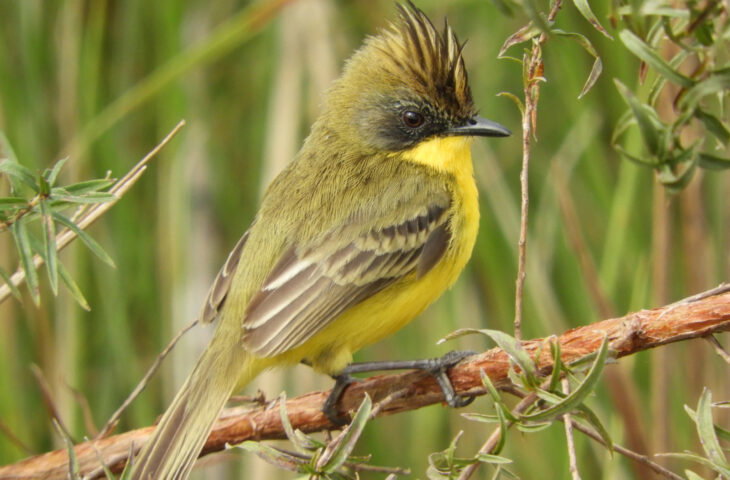 Parque Estadual do Rio Ivinhema lidera o Brasil em registros de observação de aves