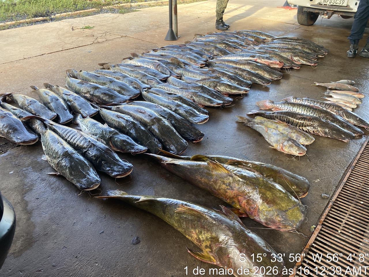 PM apreende 465 kg de pescado ilegal e prende suspeito em Várzea Grande