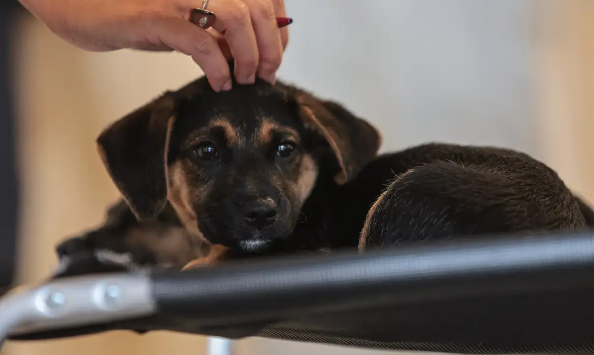 Nova lei regula guarda compartilhada de animais após separação