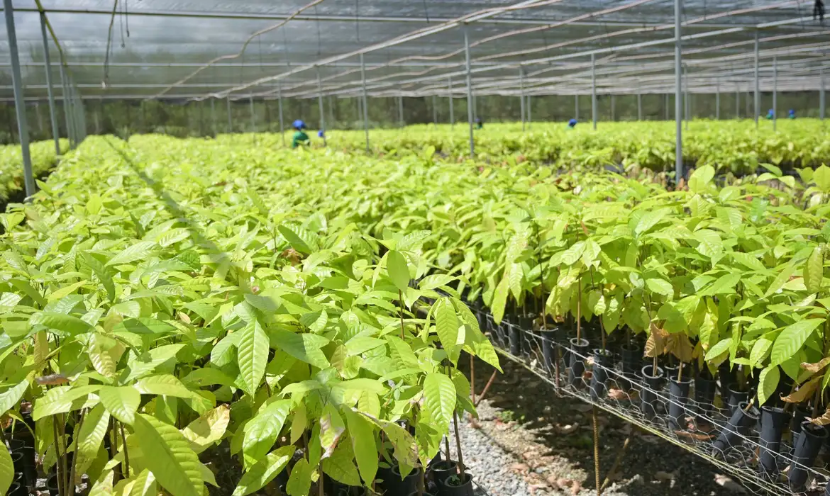 Projetos de bioeconomia transformam áreas degradadas e criam novas fontes de renda no Pará