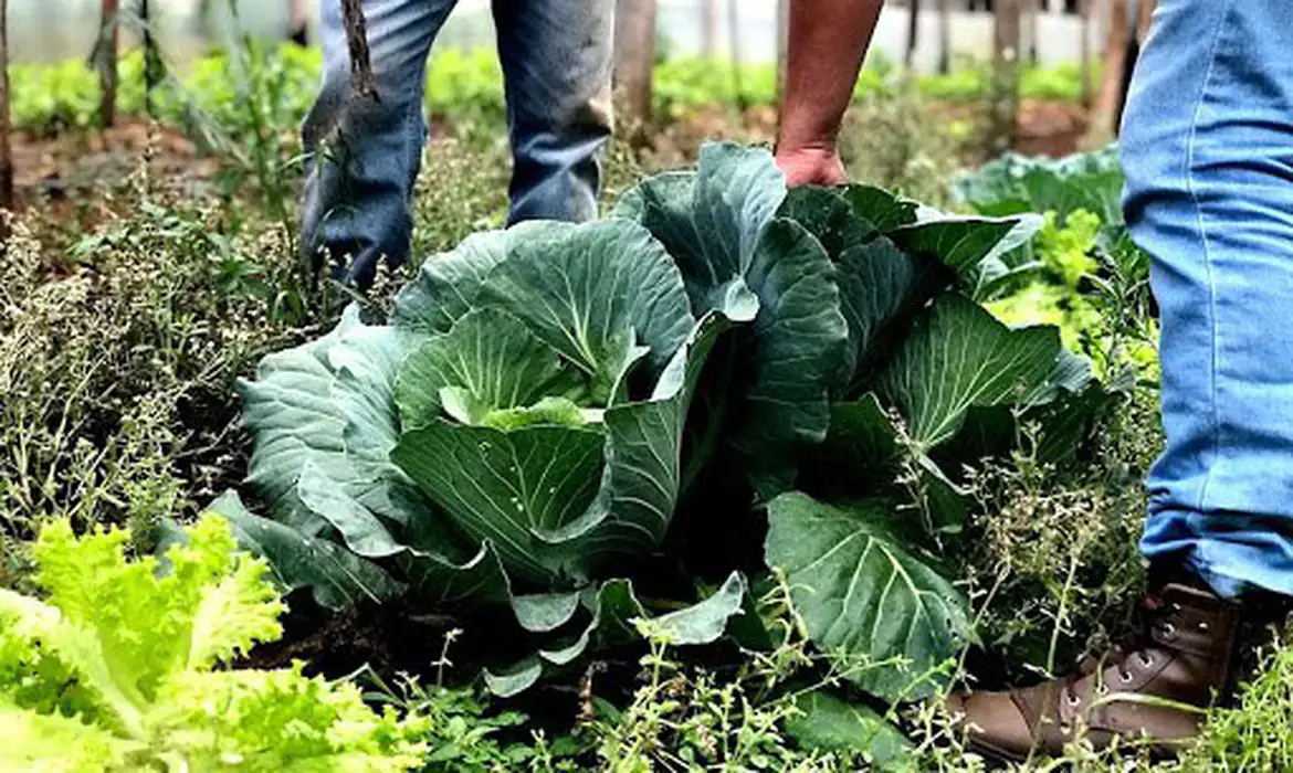 Esforço coletivo mantém Brasil fora do Mapa da Fome, destaca Dia Mundial da Alimentação
