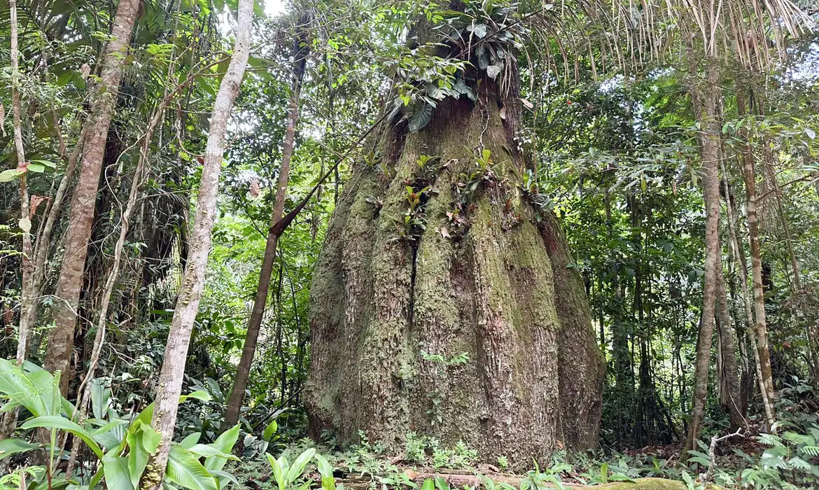Espécies da flora ameaçadas de extinção ganham lista atualizada