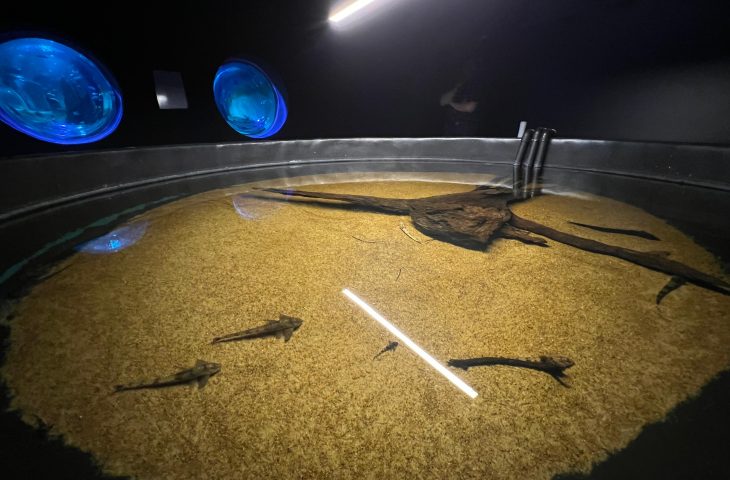 Bioparque Pantanal une resgate de peixes à pesquisa em fenômeno da decoada