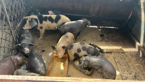 Homem é preso em flagrante por atividade poluente em Campo Grande