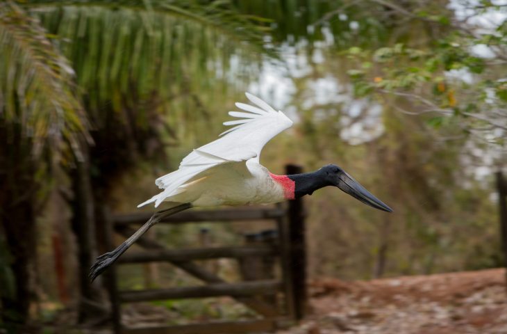 Mato Grosso do Sul Busca Fortalecer Laços Internacionais em Londres