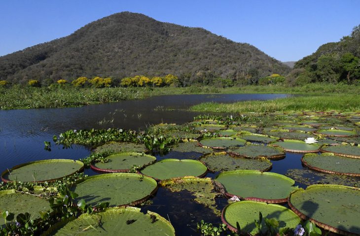Mato Grosso do Sul lidera em medidas de governança climática