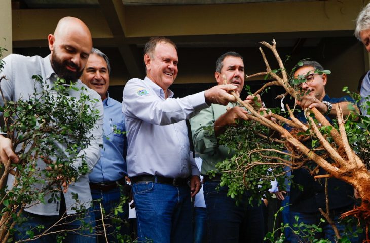 Remoção de murtas na Expogrande visa blindar citricultura sul-mato-grossense